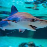 Tiburones, rayas y quimeras, en riesgo de extinción “sin precedentes” 