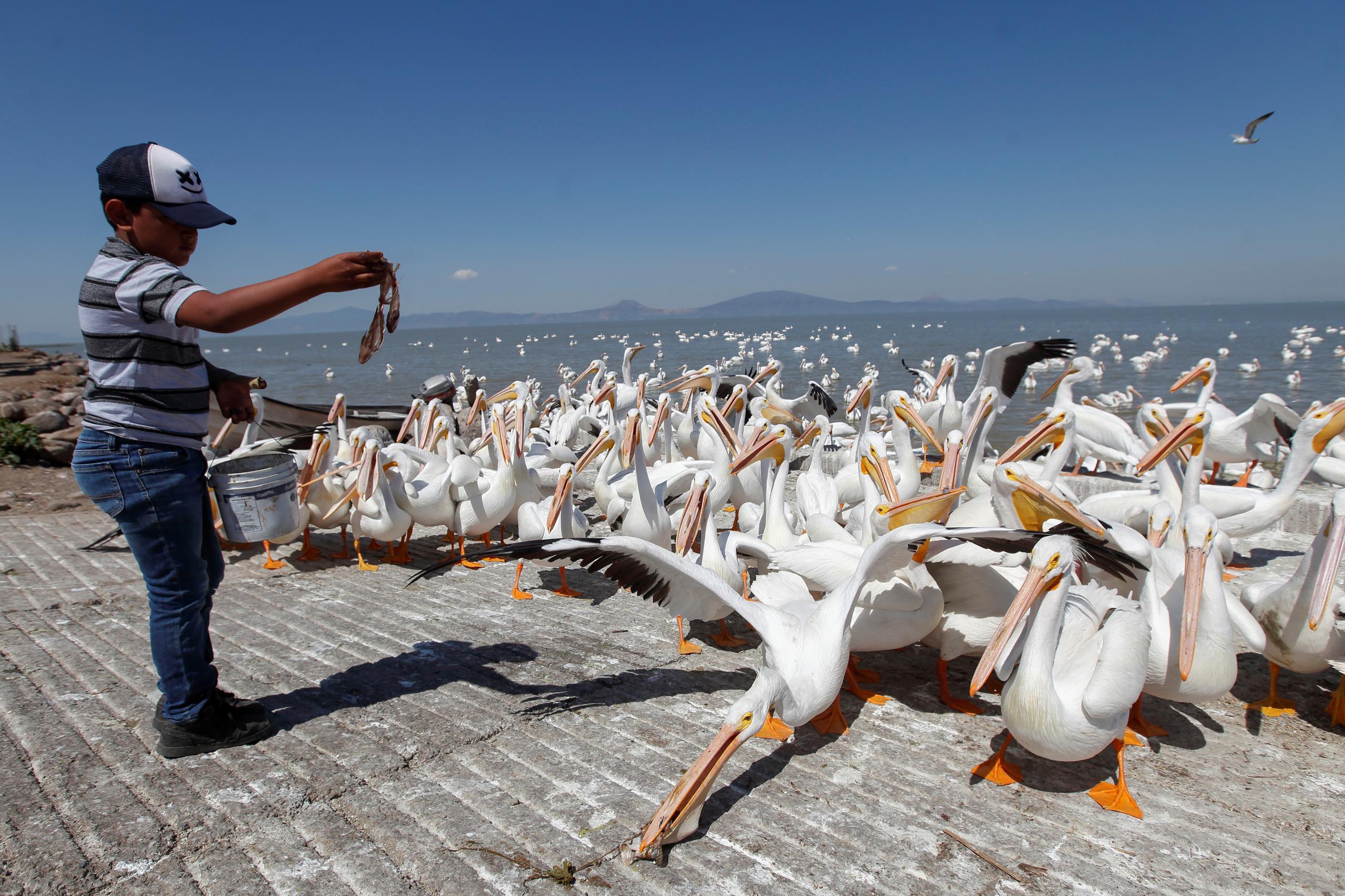 Con poco menos de 500 habitantes, Petatán alberga el santuario de esta ave caracterizada por su plumaje blanco y abundante.