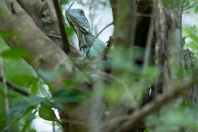 Una iguana hembra puede poner hasta 70 huevos en cada periodo de  reproducción, que se extiende de diciembre a marzo.