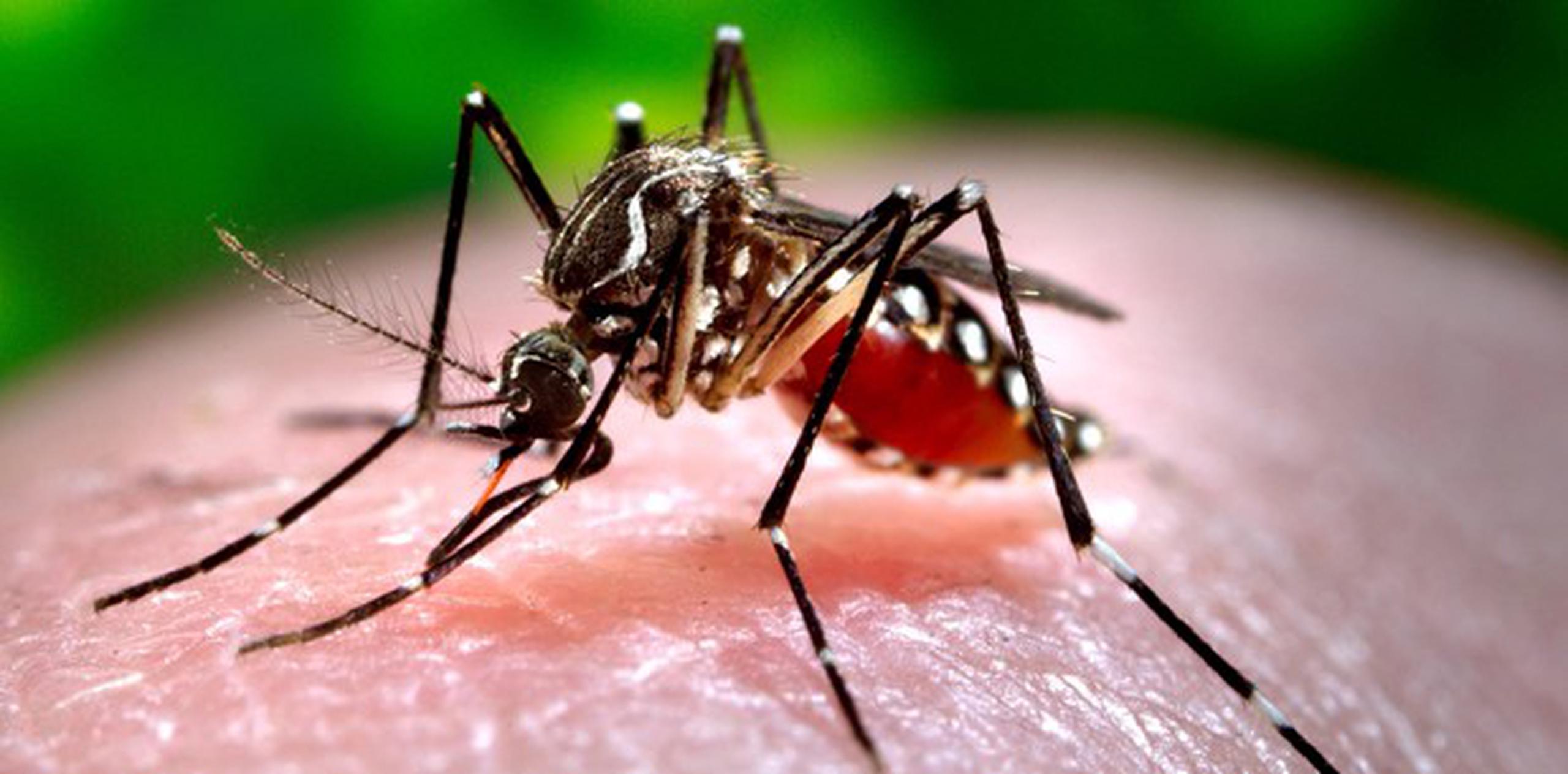 Aumenta a 25 el número de muertos en Honduras por dengue hemorrágico en  2013 - Primera Hora