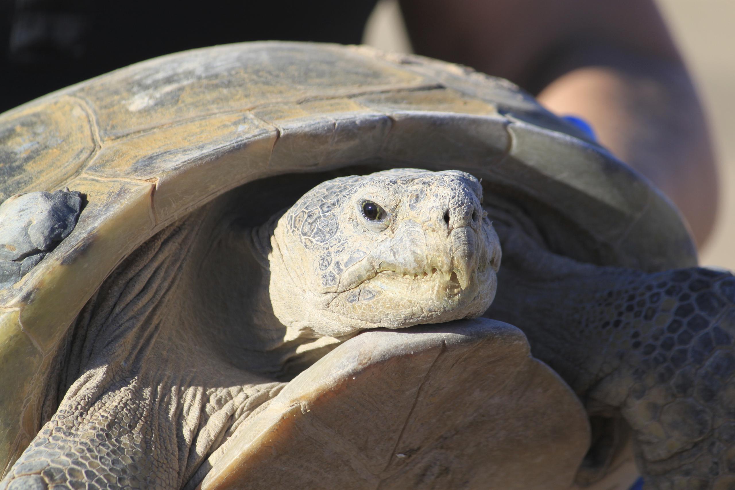 Es poco lo que se sabe de las tortugas del bolsón, pero se cree pueden vivir mas de un siglo.