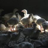 Iowa perderá otros 5 millones de aves por la gripe aviar