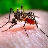 Aumentan a 6 los casos de malaria registrados en Florida desde mayo 
