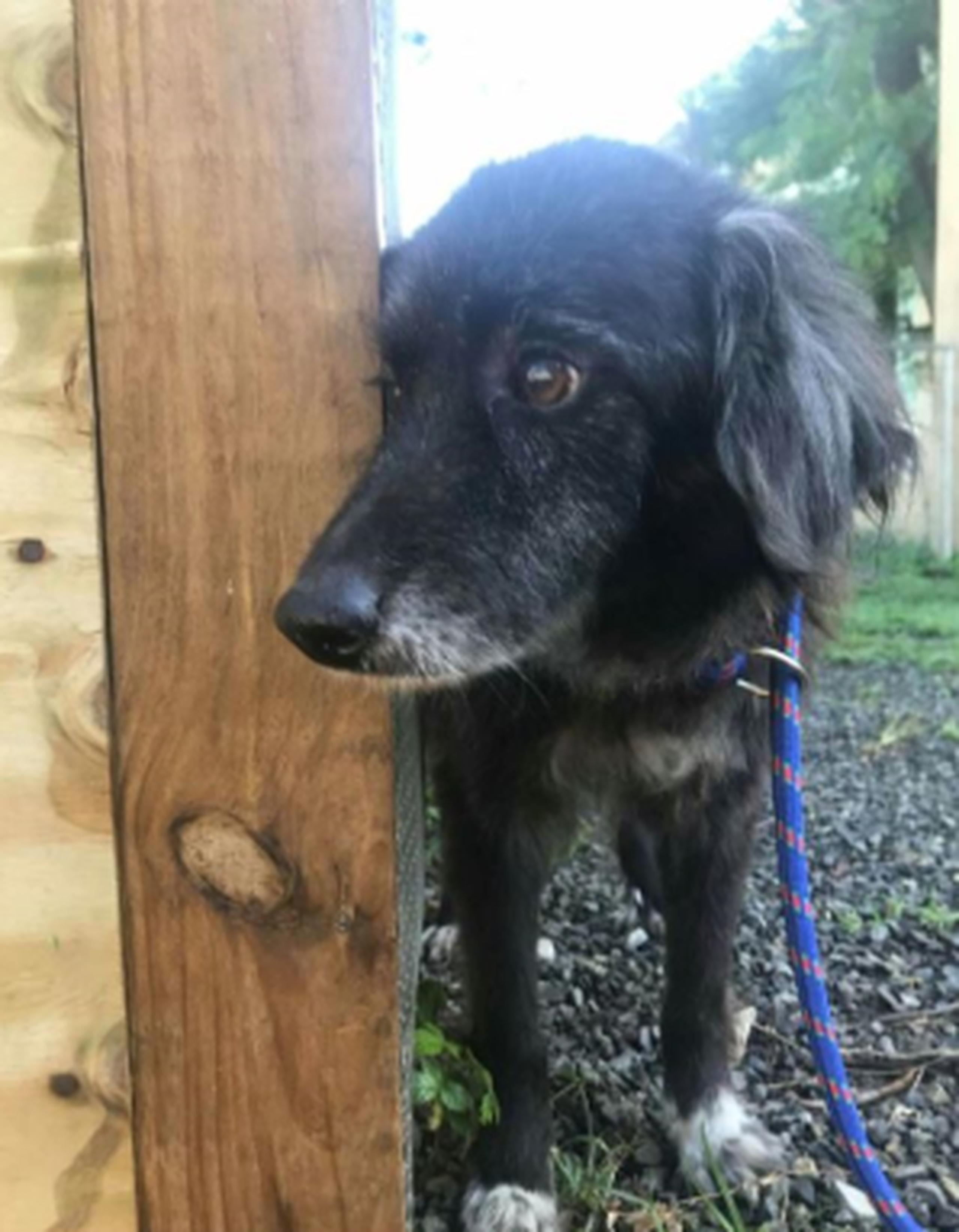 Tapka -quien "busca" un hogar que lo adopte- está vivo de milagro, luego de que un empleado de FEMA alertó que estaba encadenado a una casa destruida por el huracán. (Suministrada)