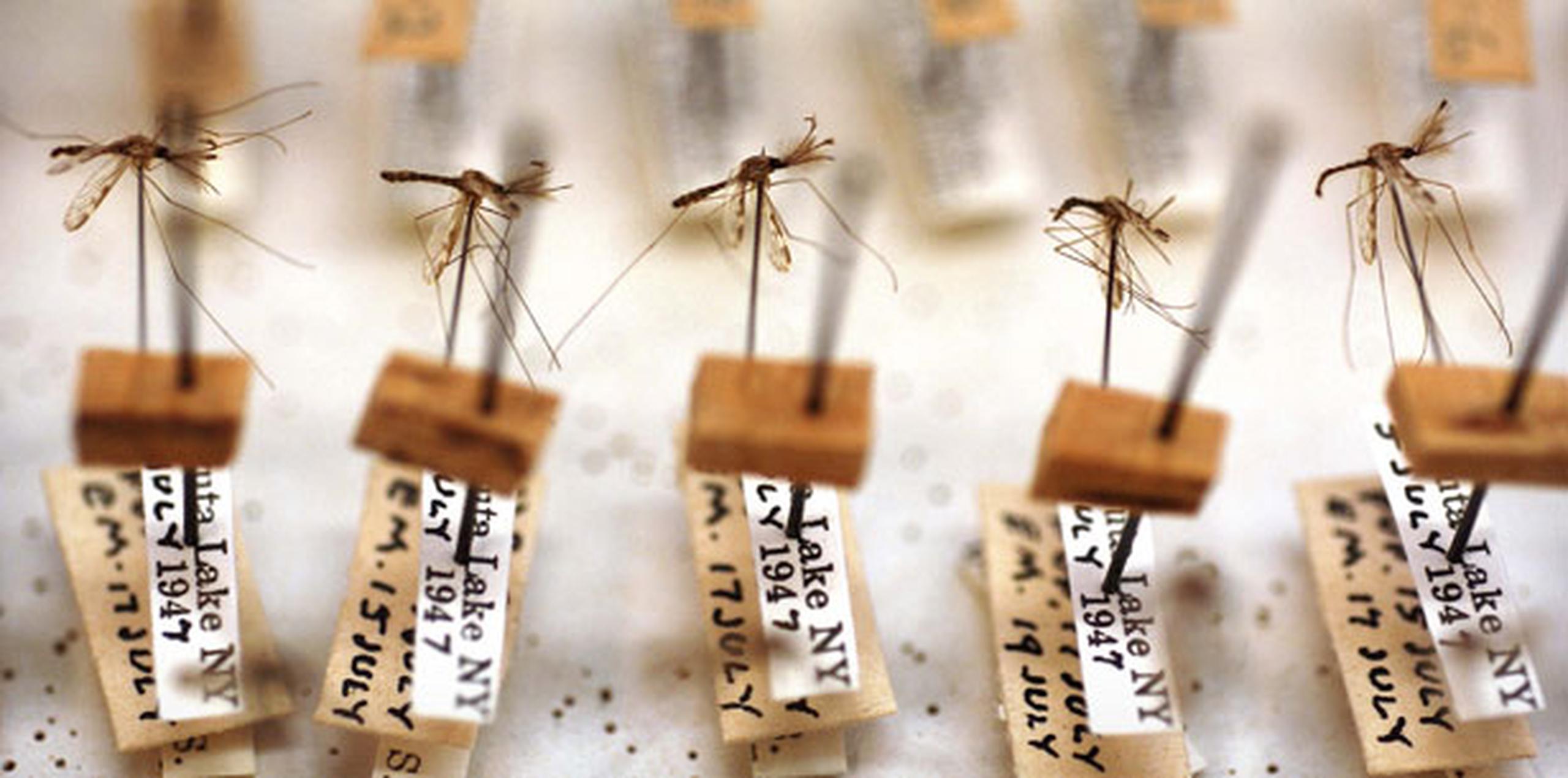 Dominicana reporta 56 casos de malaria en las últimas semanas Primera