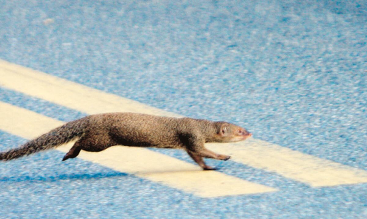 Cuidado con las mangostas Primera Hora