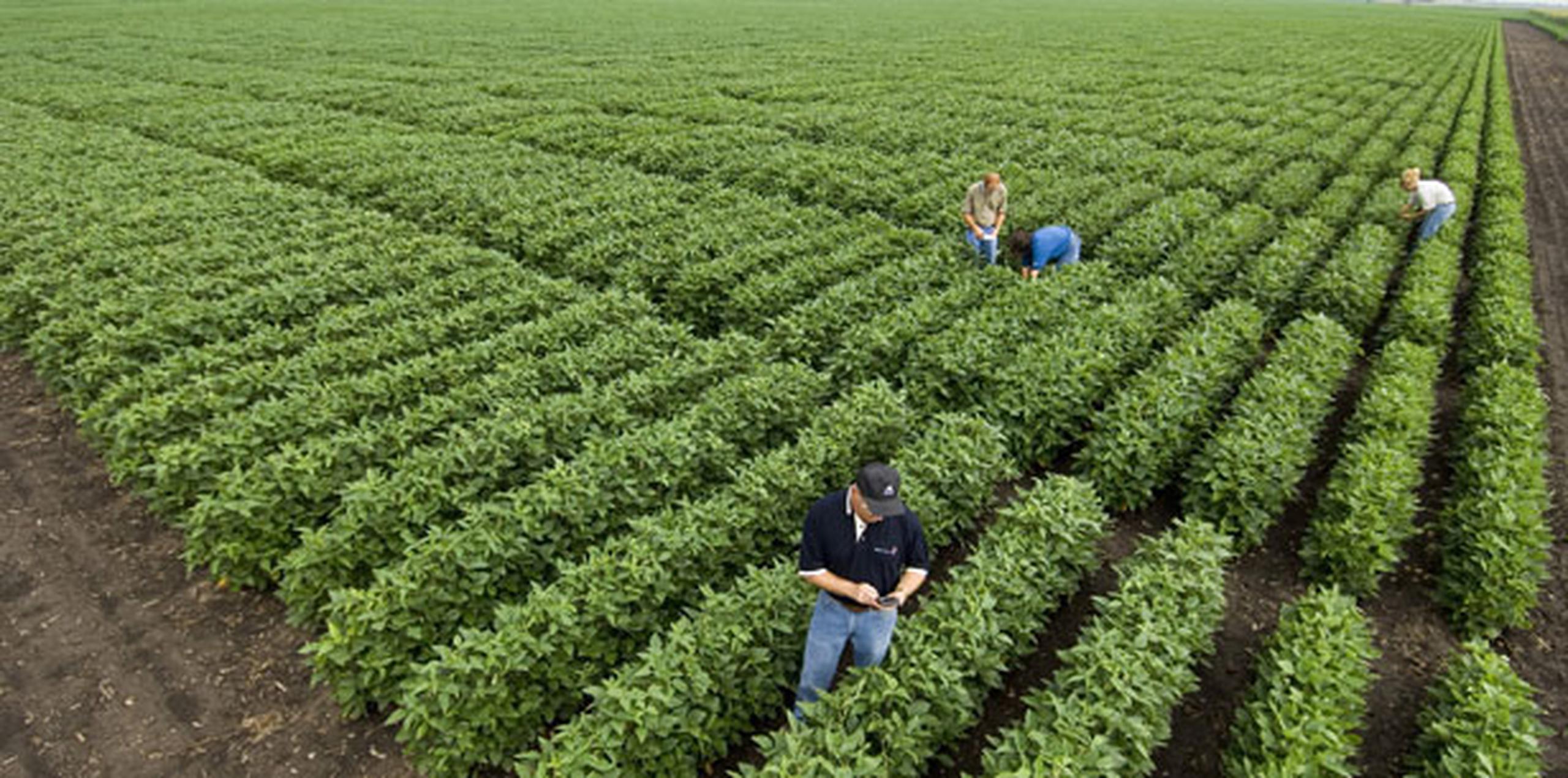 Añadió que los avances en los cultivos biotecnológicos permite que los agricultores disminuyan en un 18.4 % el uso de insecticidas y herbicidas. (Archivo)