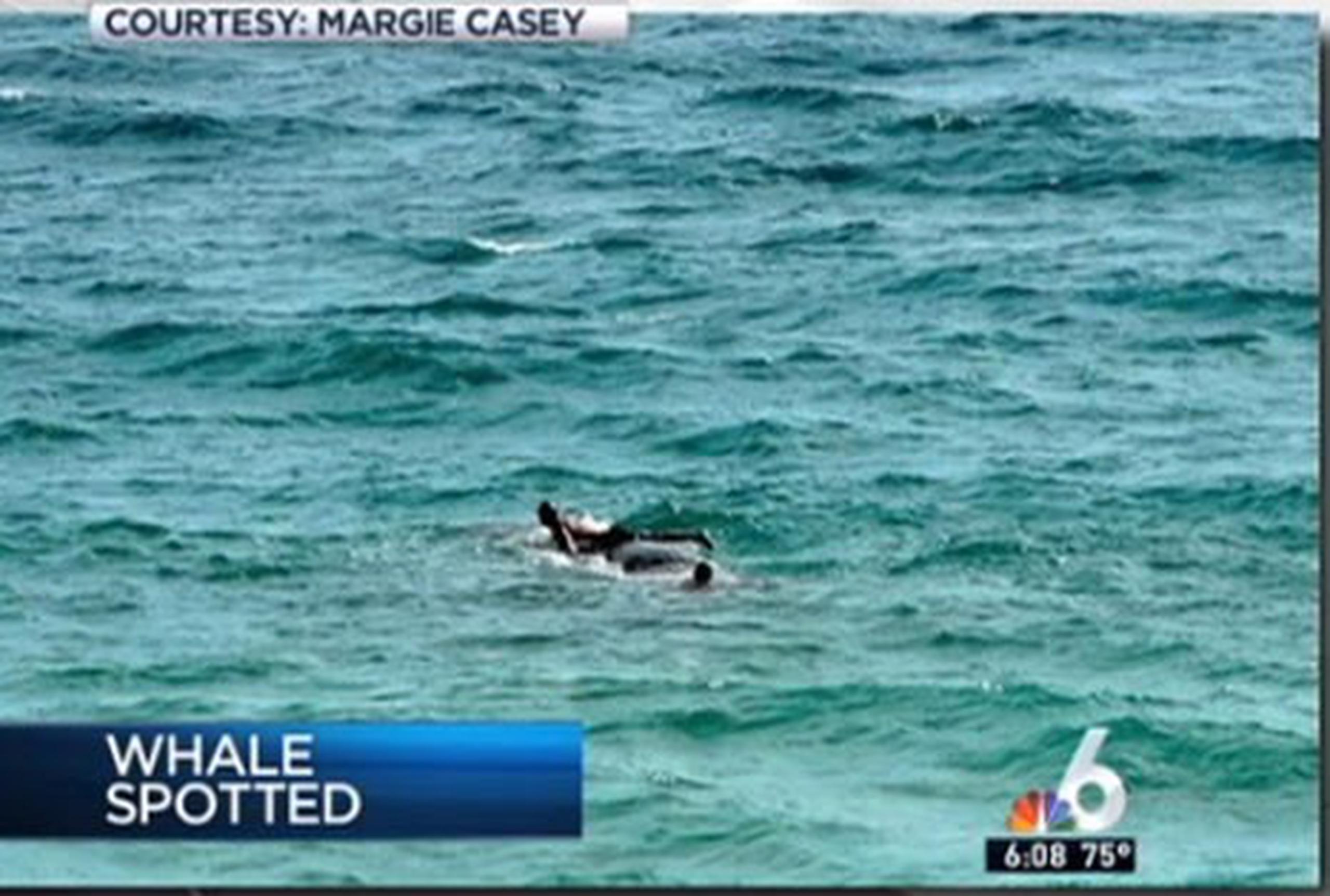 Hombre subió a lomo de un cachalote que fue encontrado muerto un día después en la costa de Miami. (nbcnews.com)