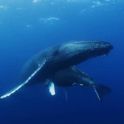 Inteligencia artificial podría ser la salvación de las ballenas