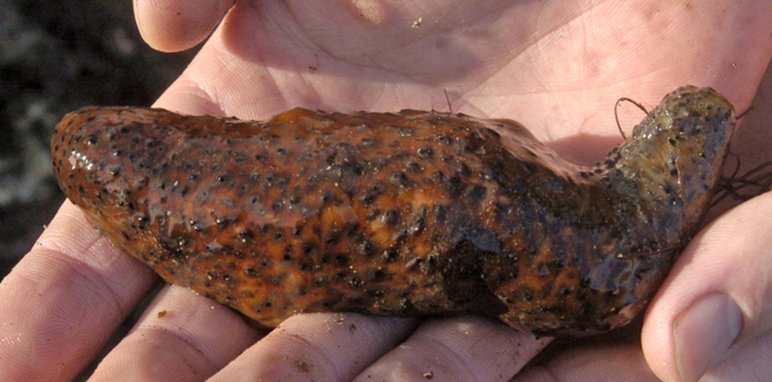En Asia los pepinos de mar son considerados un manjar, de valor medicinal y afrodisiacos. (AP)
