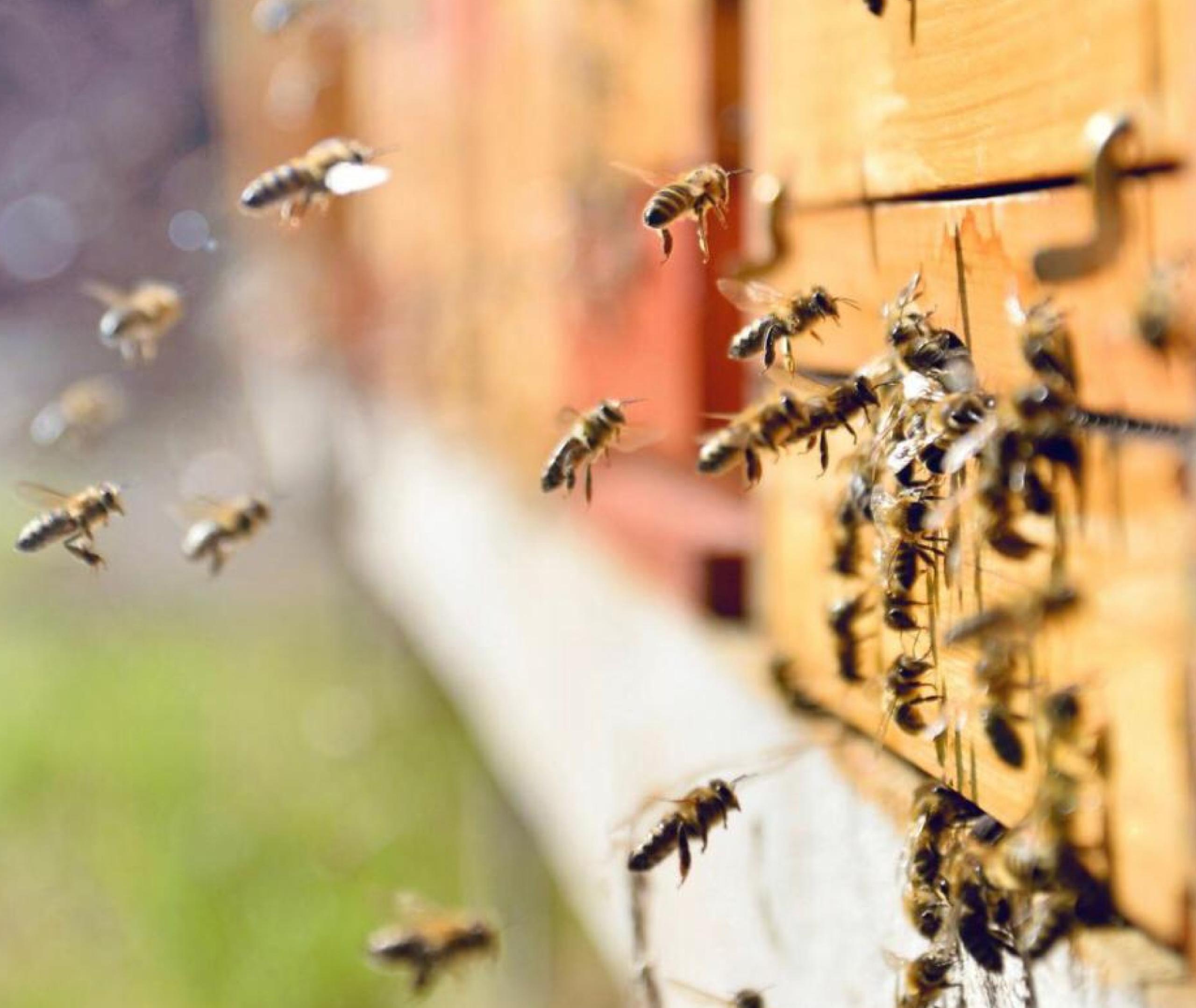 Se estima que un 80% de todas las siembras dependen de la polinización de las abejas.