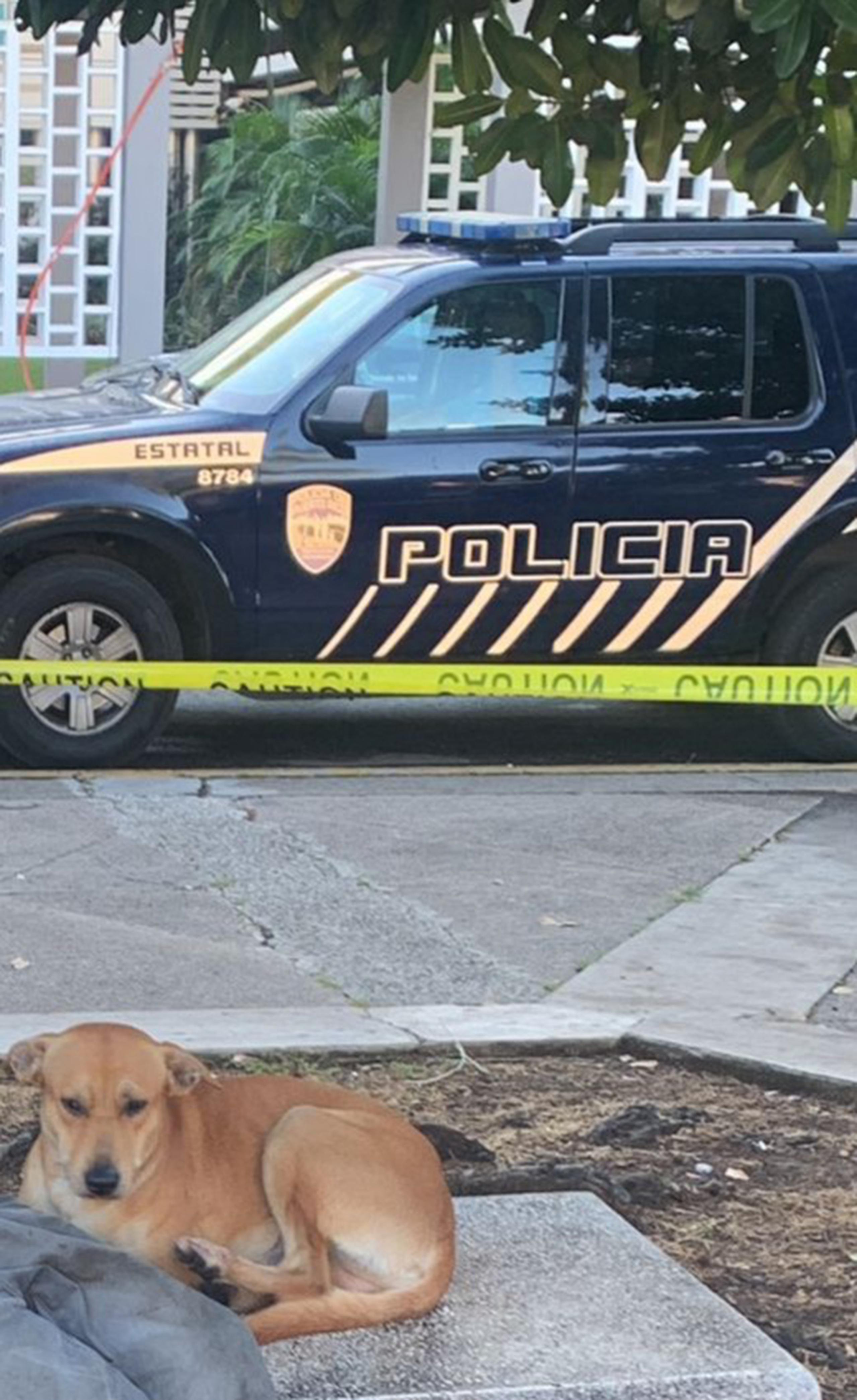 La mascota del sexagenario fallecido no se despegaba del lugar conmoviendo a todo aquel que observaba la escena, según informó el Negociado de la Policía.