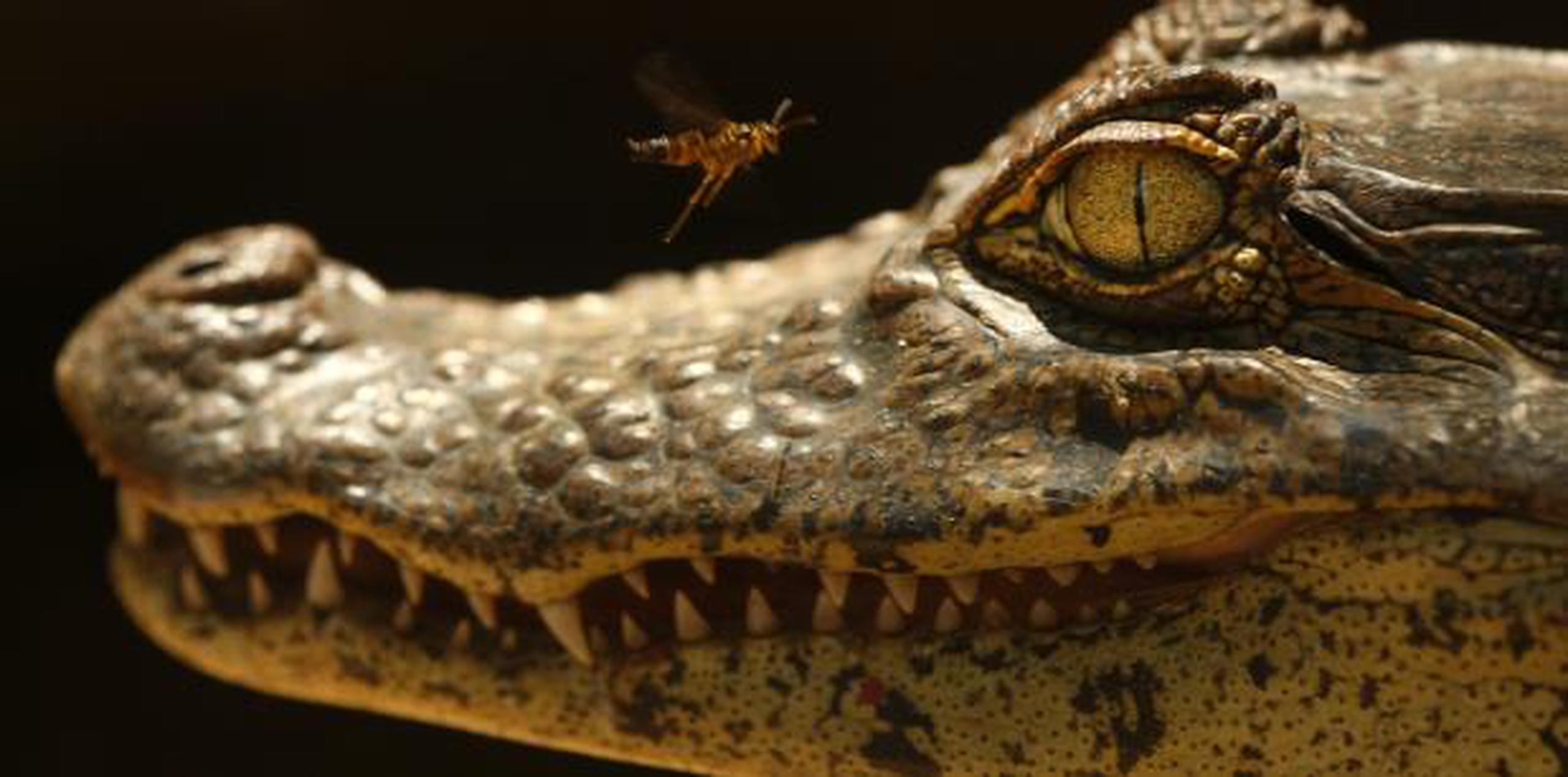 Caimán que atacó fatalmente a la mujer de Florida es capturado