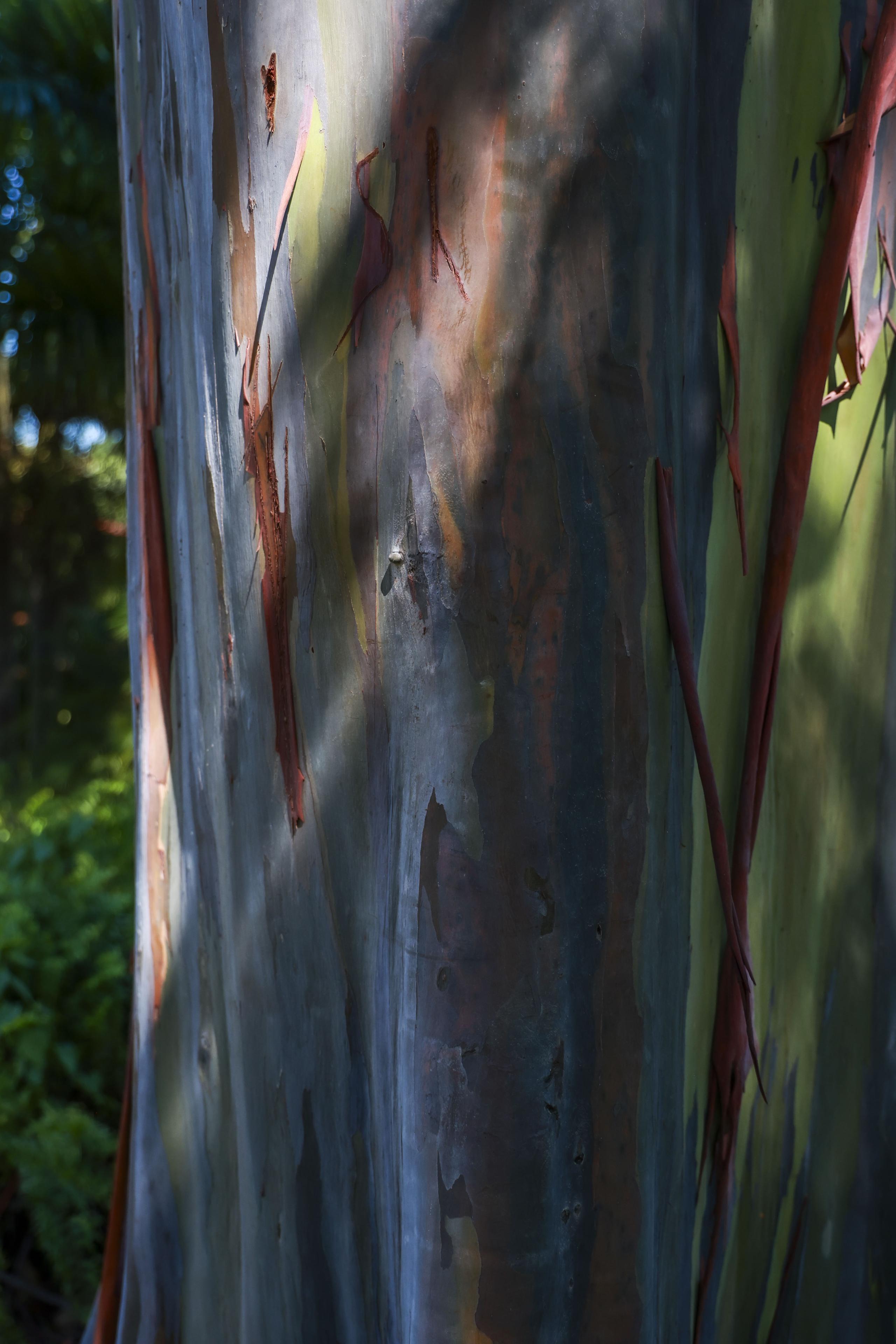 El detalle que exhibe el tronco de un árbol de eucalipto es majestuoso. 