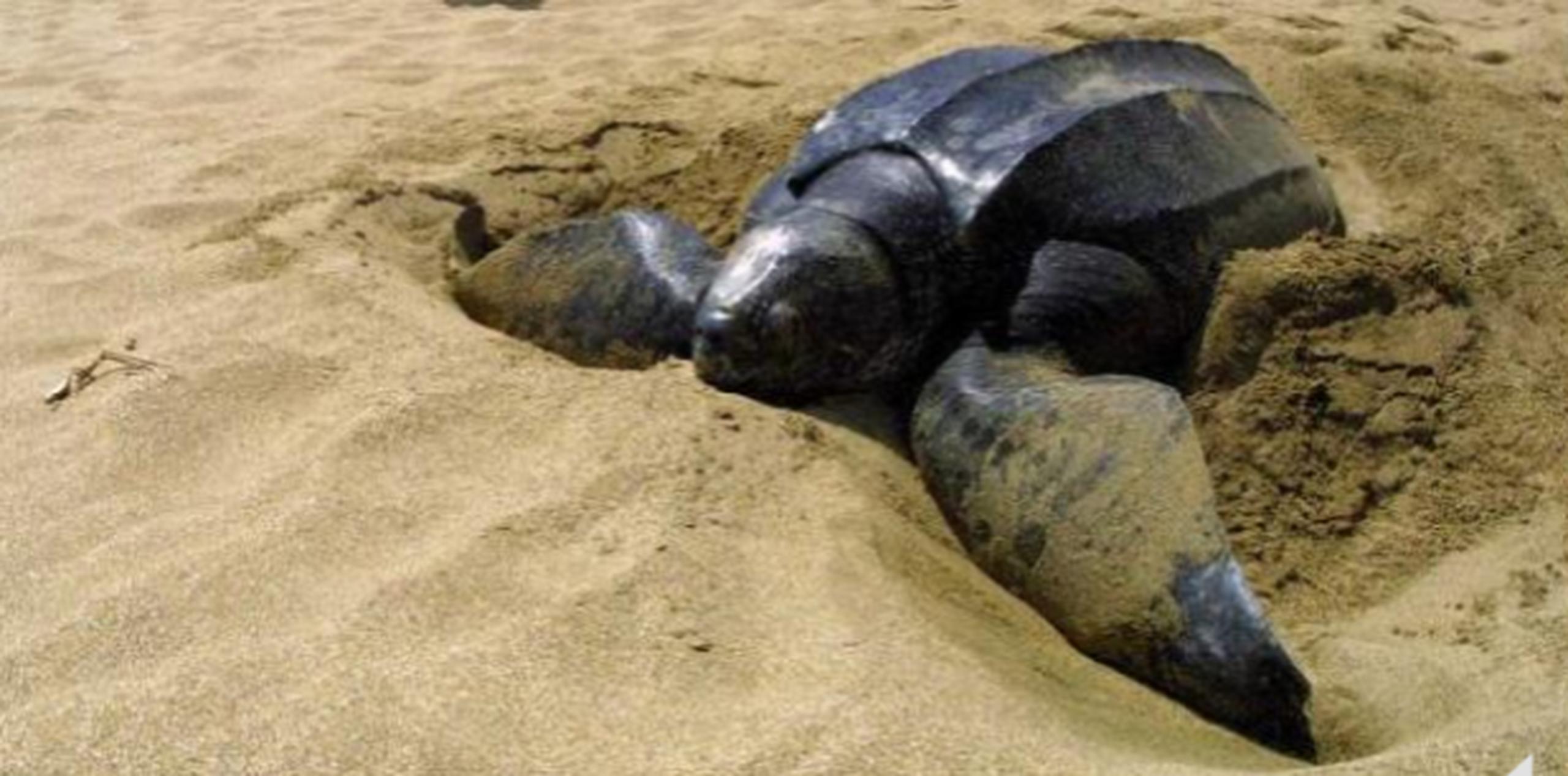 El tinglar es la tortuga más grande del mundo. (Archivo)