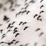 Sobre 200 casos de dengue en Puerto Rico 