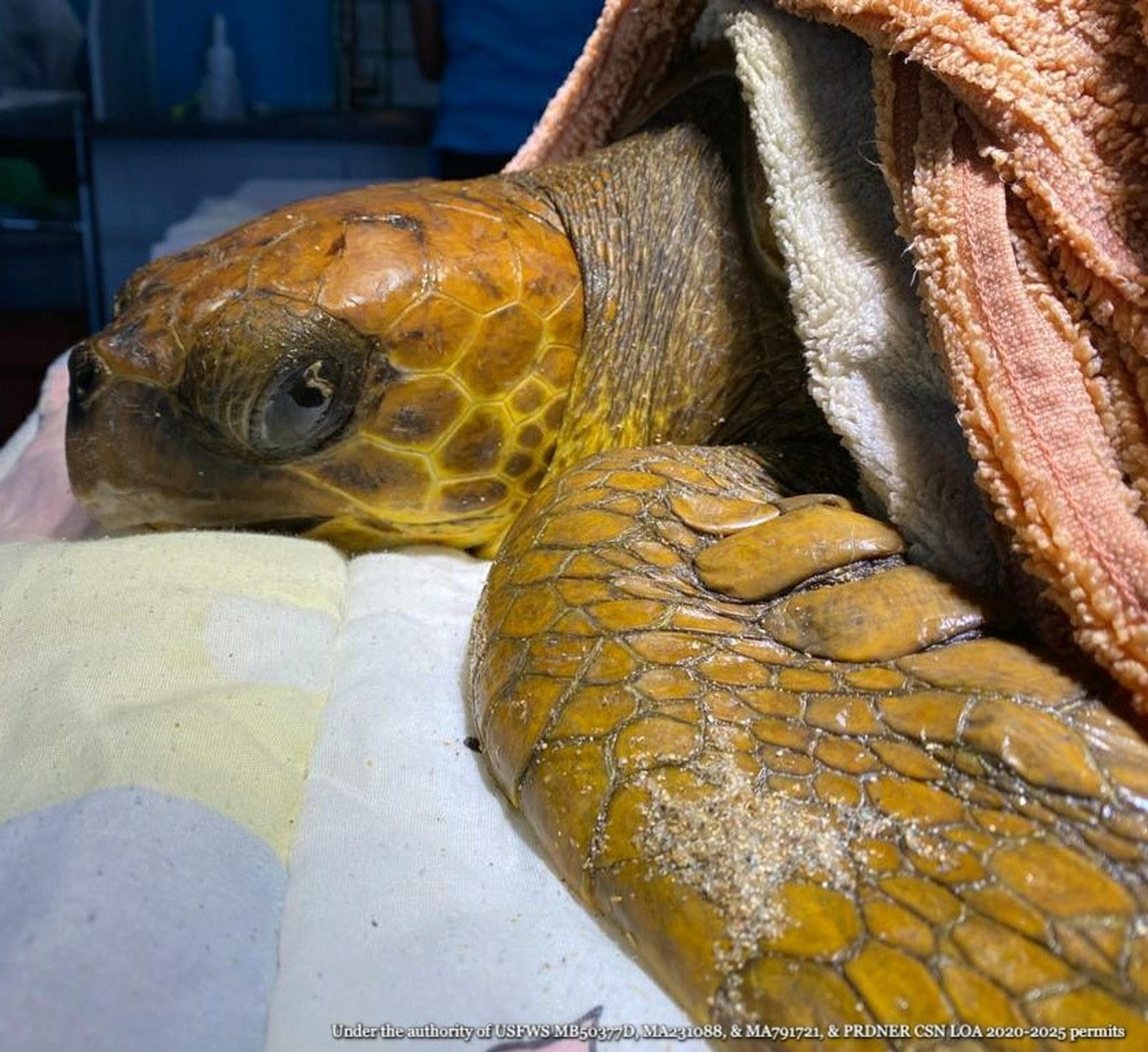 Si desea ayudar en el cuidado veterinario de la tortuga puede donar a través de ATH Móvil en "Pay a Business" bajo CentroDeManaties o a través de paypal en http://manatipr.org/donativos/ .