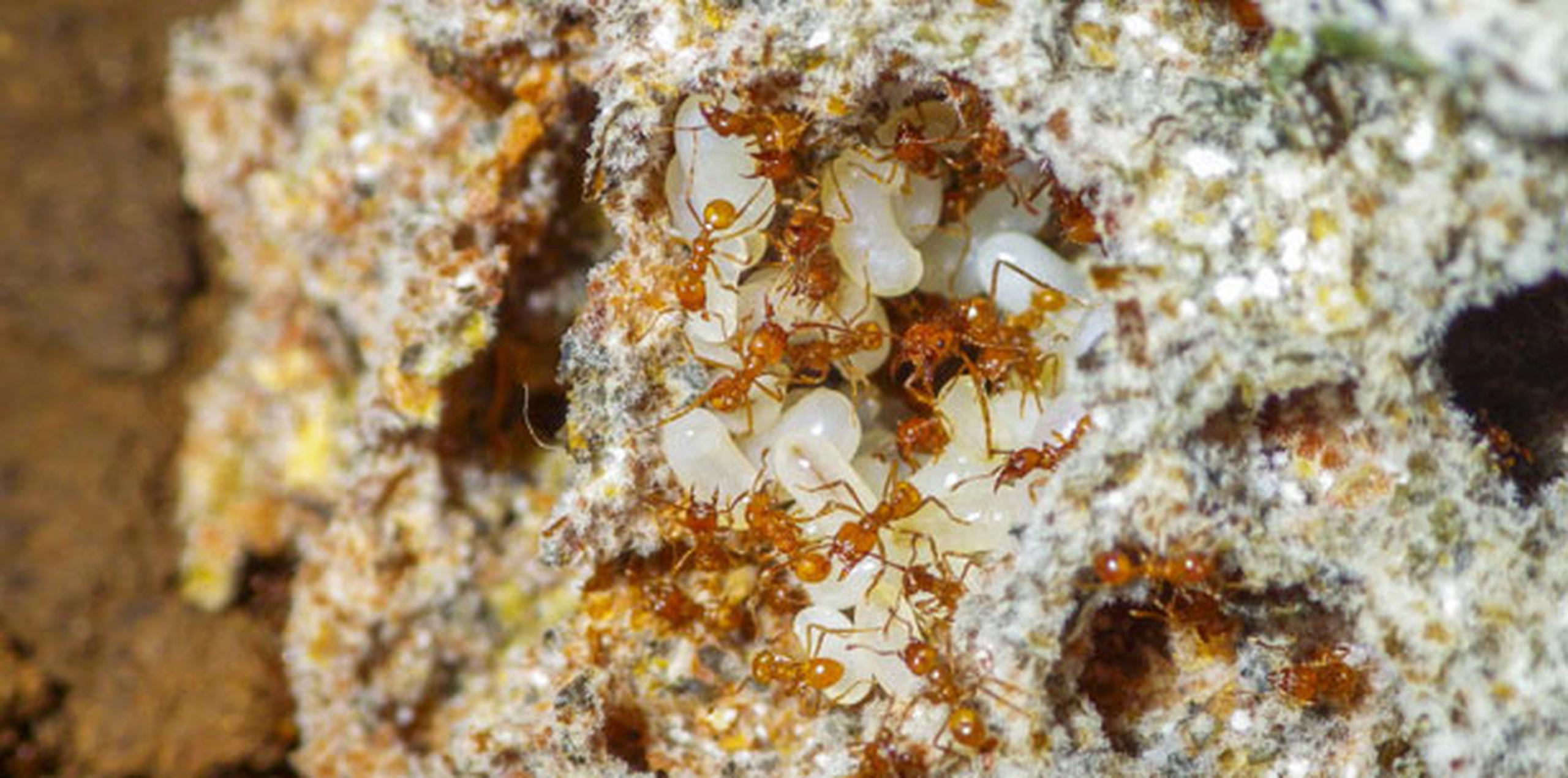 En el estudio, los autores reconstruyeron la historia evolutiva tanto de las hormigas como de las plantas. (EFE)
