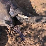 Mueren 22 elefantes por comer plantas venenosas por escasez de alimentos en Zimbabue