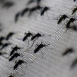 Posible repunte en casos de chikungunya y dengue por aumento de lluvia