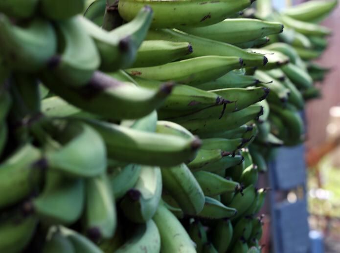 Plátanos, guineos, calabazas, cilantrillo, recao, ajíes y cebolla serán algunos de los productos que otorgarán a los residentes de Trujillo Alto.