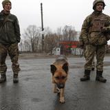Viaja 5,000 kilómetros para salvar a una treintena de perros de Ucrania 