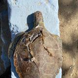 Llamado de precaución tras encontrar tortuga verde muerta en Crash Boat