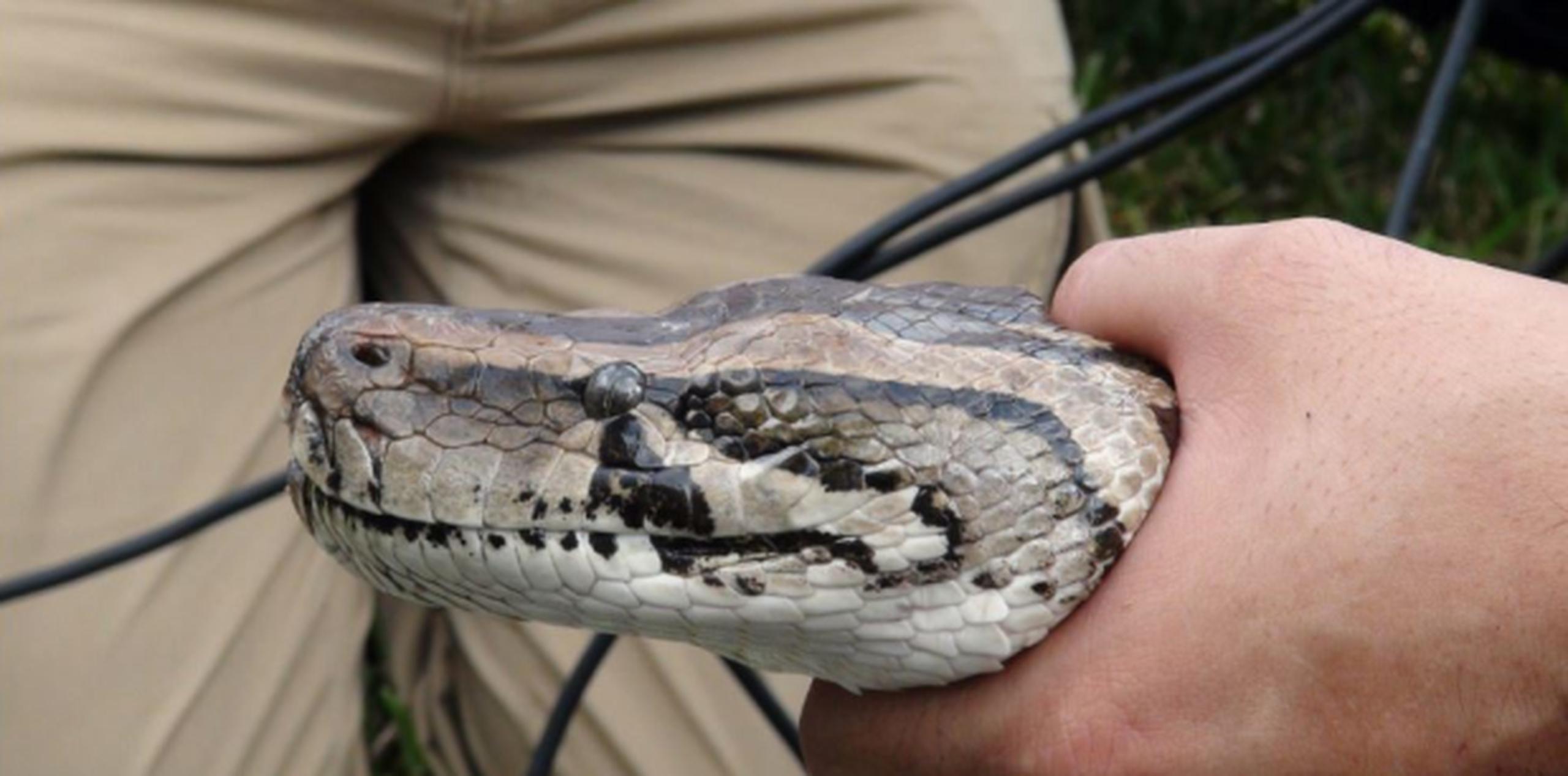 Capturan una pitón de 16 pies en Florida Primera Hora