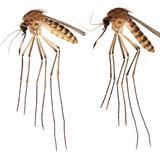 Un mosquito levanta alarmas en Florida por posibles enfermedades 