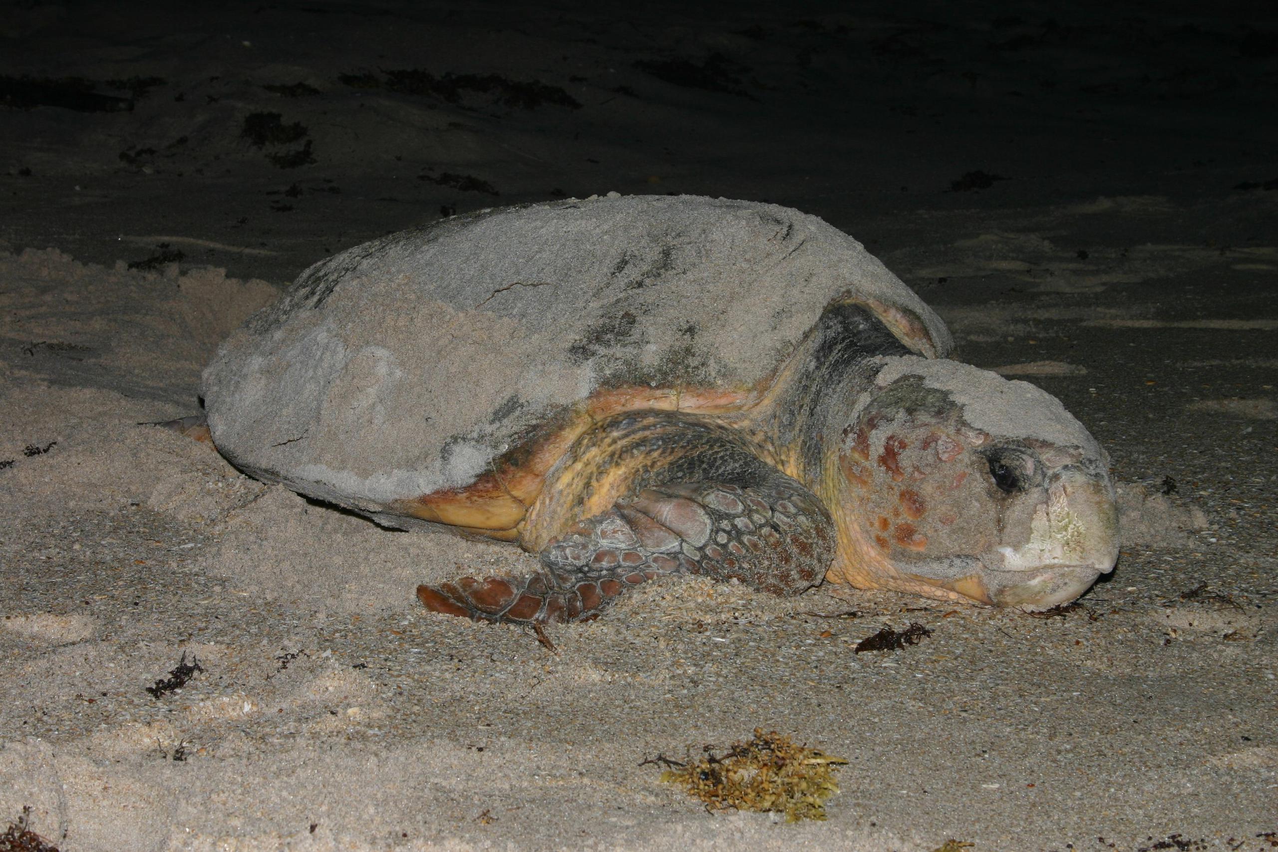 Una tortuga boba (loggerhead) hembra en Tybee Island, Georgia (Estados Unidos). Según un informe, durante sus aproximadamente 50 años de vida, esta tortuga pondrá alrededor de 4,200 huevos.