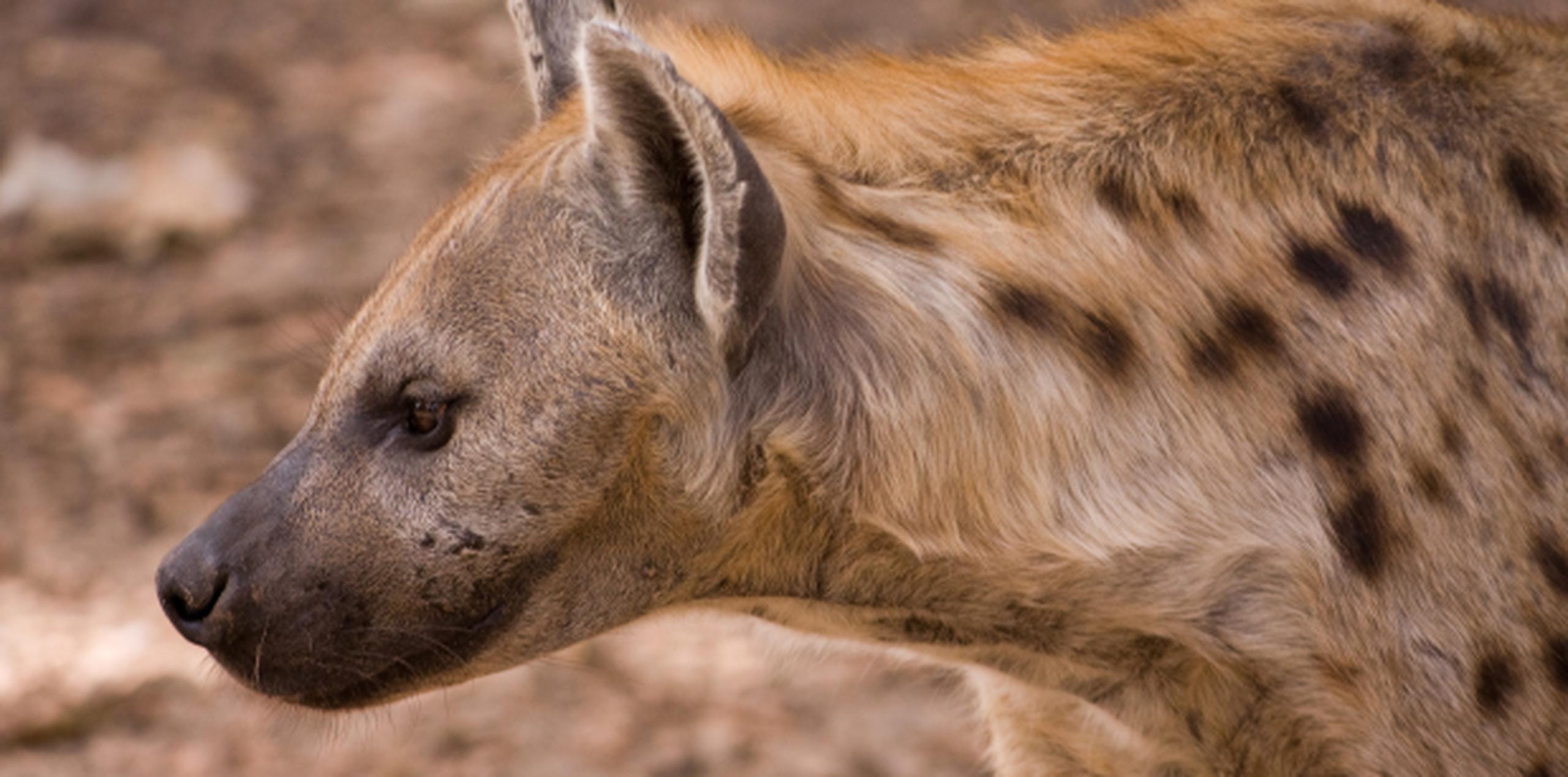 El servicio de parques nacionales deploró el incidente y dijo que los guardabosques buscaron en vano a la hiena. (Suministrada)