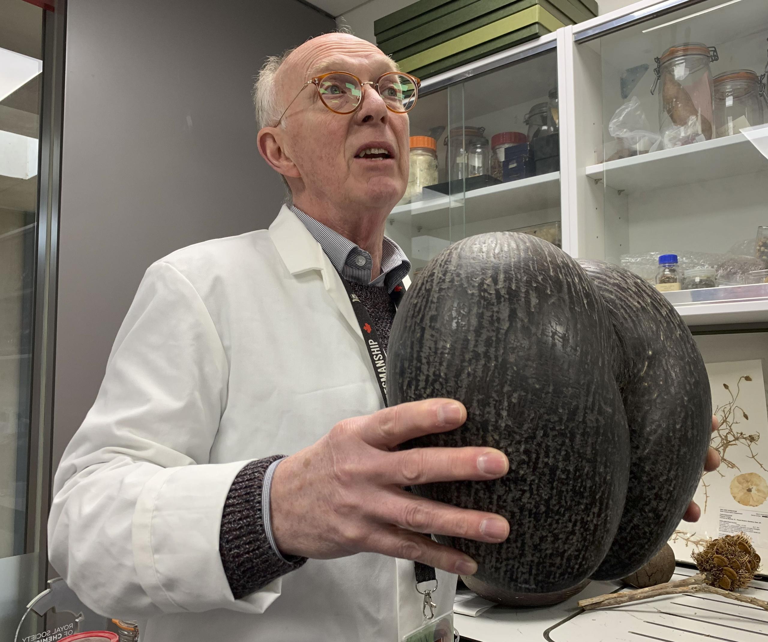 El director de colecciones del Banco de Semillas del Milenio (MSB, en inglés) de los jardines botánicos británicos Kew, John Dickie, sostiene un coco de mar, la semilla más grande del mundo, que puede llegar a 44 libras de peso.