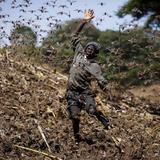 El clima da esperanzas a África ante la plaga de langostas