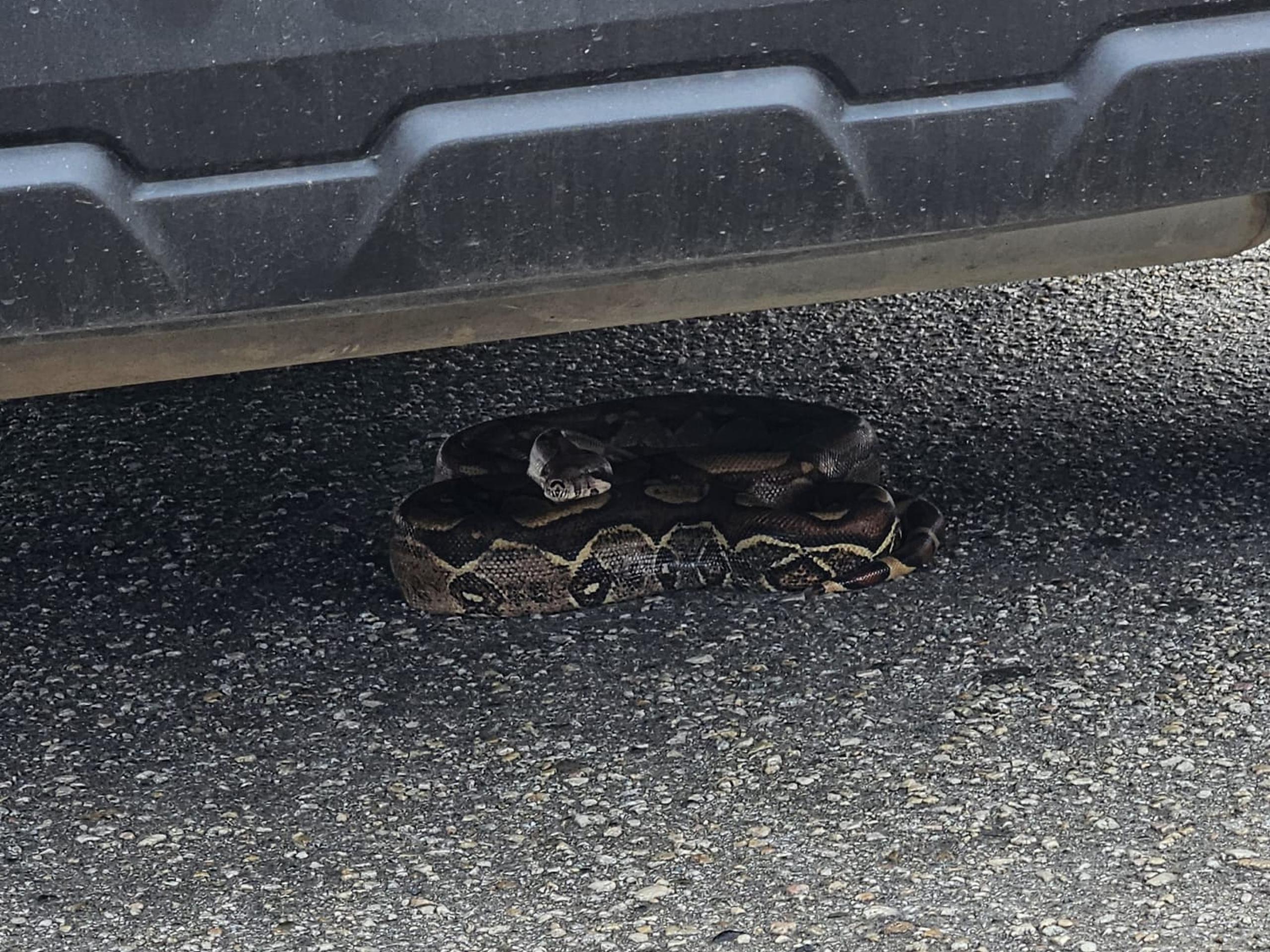 La serpiente estaba debajo de un automóvil en el estacionamiento del centro comercial Arecibo Plaza.