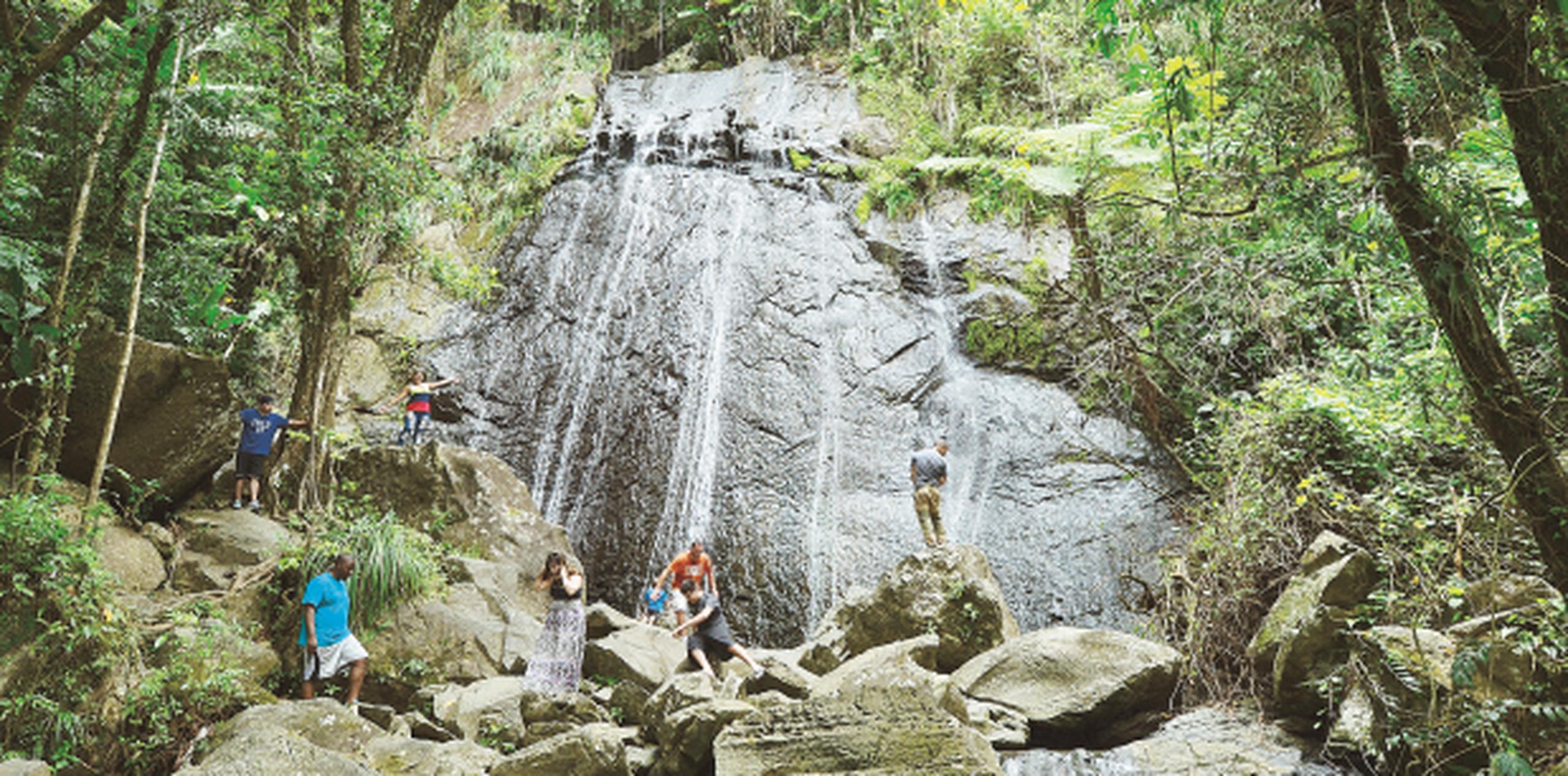 En la actualidad, el Bosque  Nacional El Yunque recibe 600,000 visitantes de todas partes del mundo. (Archivo)