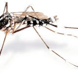 ¡Auch, me picó un mosquito!
