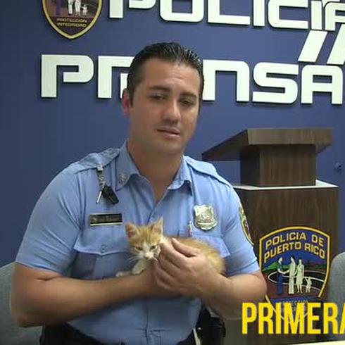 Agente Rodríguez cuidará al gato pateado por otro policía