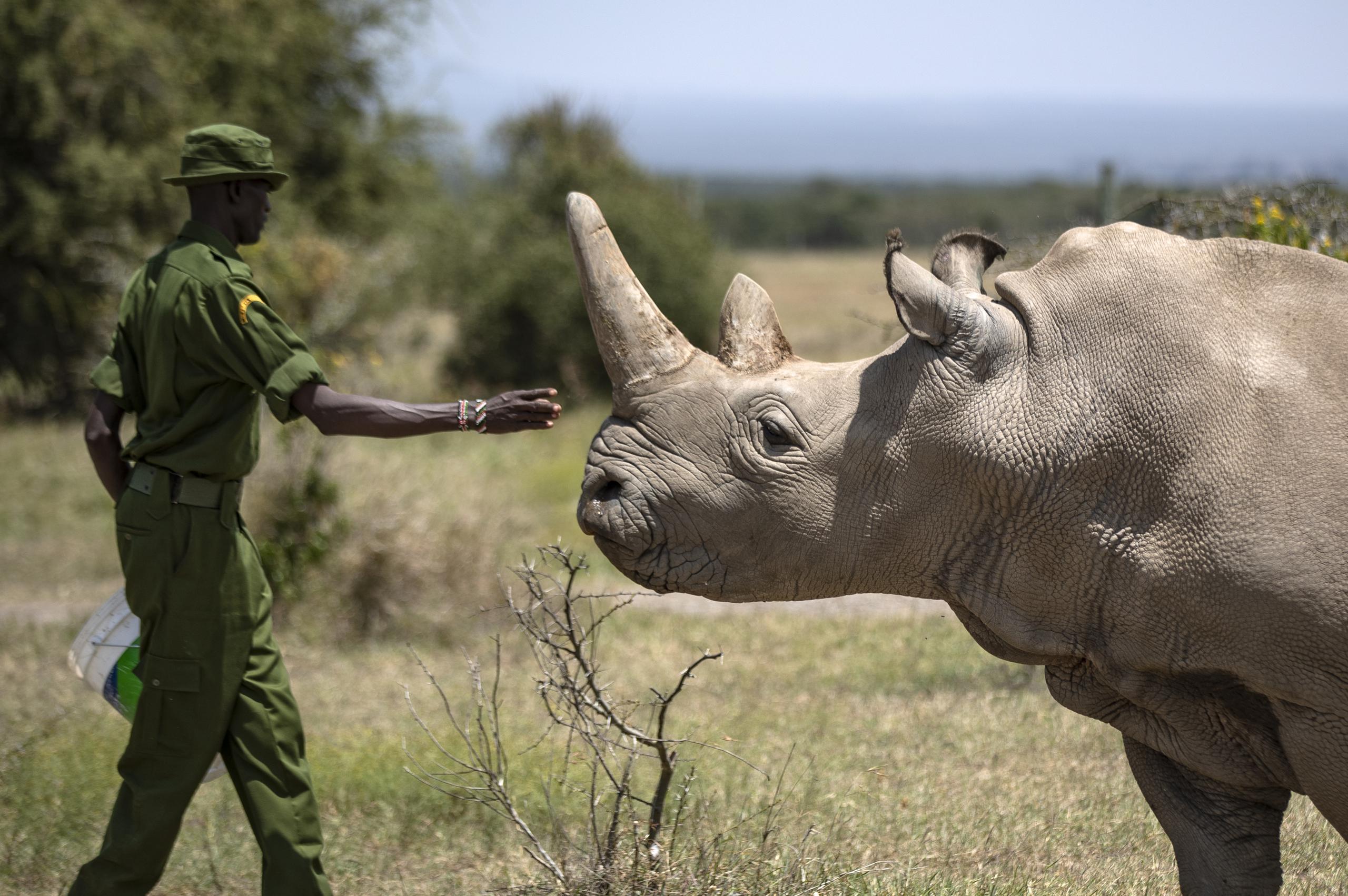 Fotografía de archivo del 23 de agosto de 2019 de un guardabosques con la rinoceronte blanco del norte Najin, de 30 años, una de las dos que quedan de su especie en el mundo, en su recinto en OI Pejeta Conservancy, Kenia. (AP Foto/Ben Curtis, Archivo)