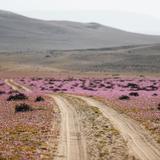 El “milagro” de las flores de Atacama, bajo la amenaza del cambio climático 