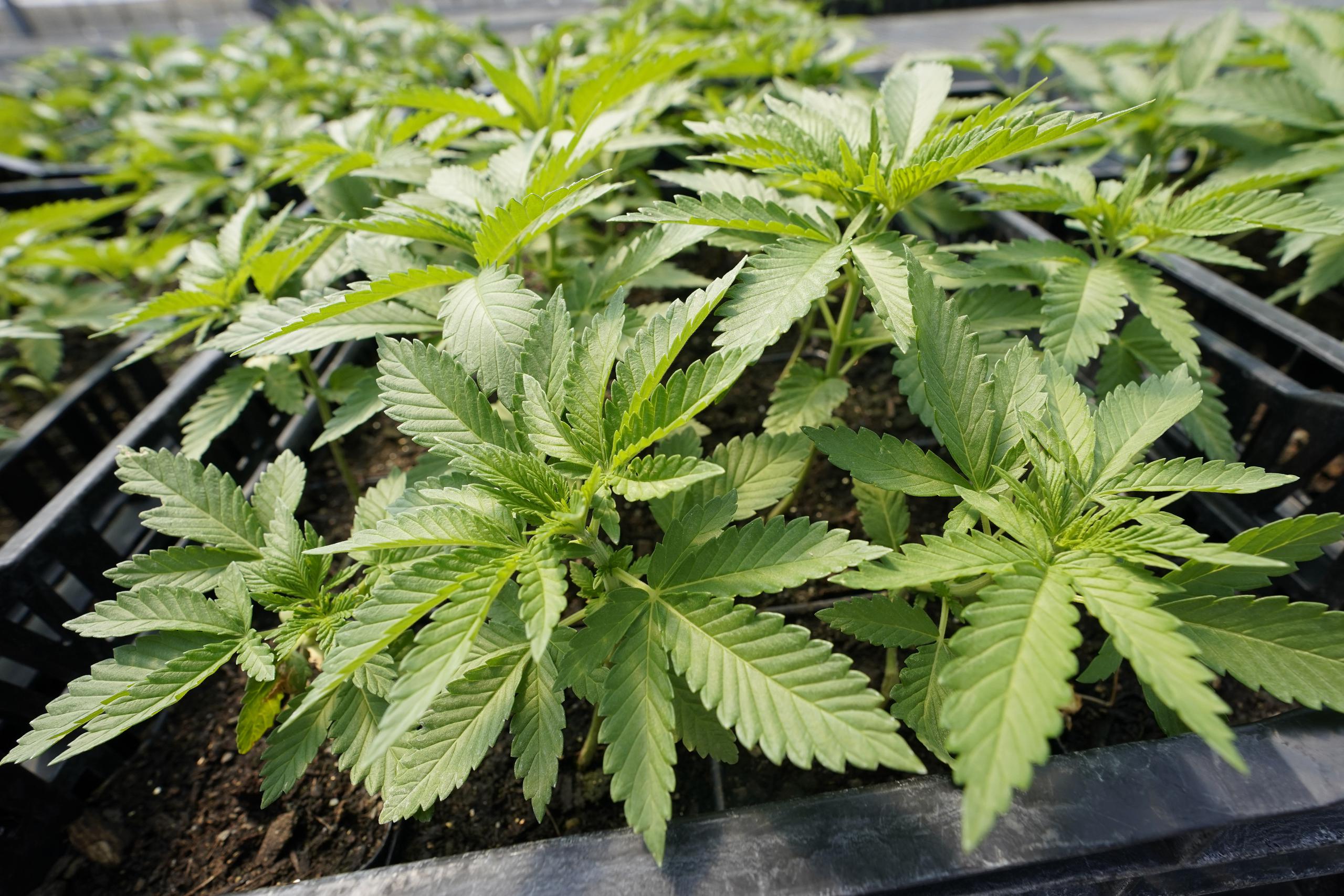 El cannabis es una sustancia psicotrópica que se obtiene de la mezcla de hojas y flores secas de la planta de cáñamo índico.