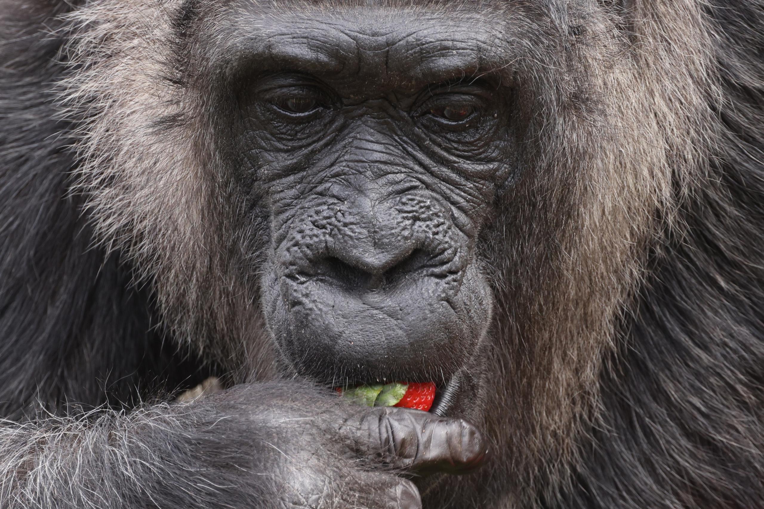 La gorila hembra más antigua conocida en el mundo 'Fatou' come una fresa de una canasta de alimentos en su cumpleaños durante un evento de prensa en el Jardín Zoológico de Berlín, Alemania, este jueves. Fatou ha cumplido 66 años este 13 de abril de 2023. (EFE/CLEMENS BILAN)