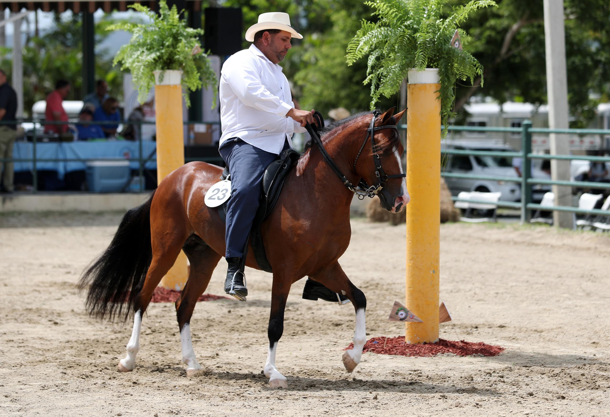 El ejemplar Don Tite, de cabos blancos, es uno de los caballos de paso fino más autóctonos. (juan.martinez@gfrmedia.com)