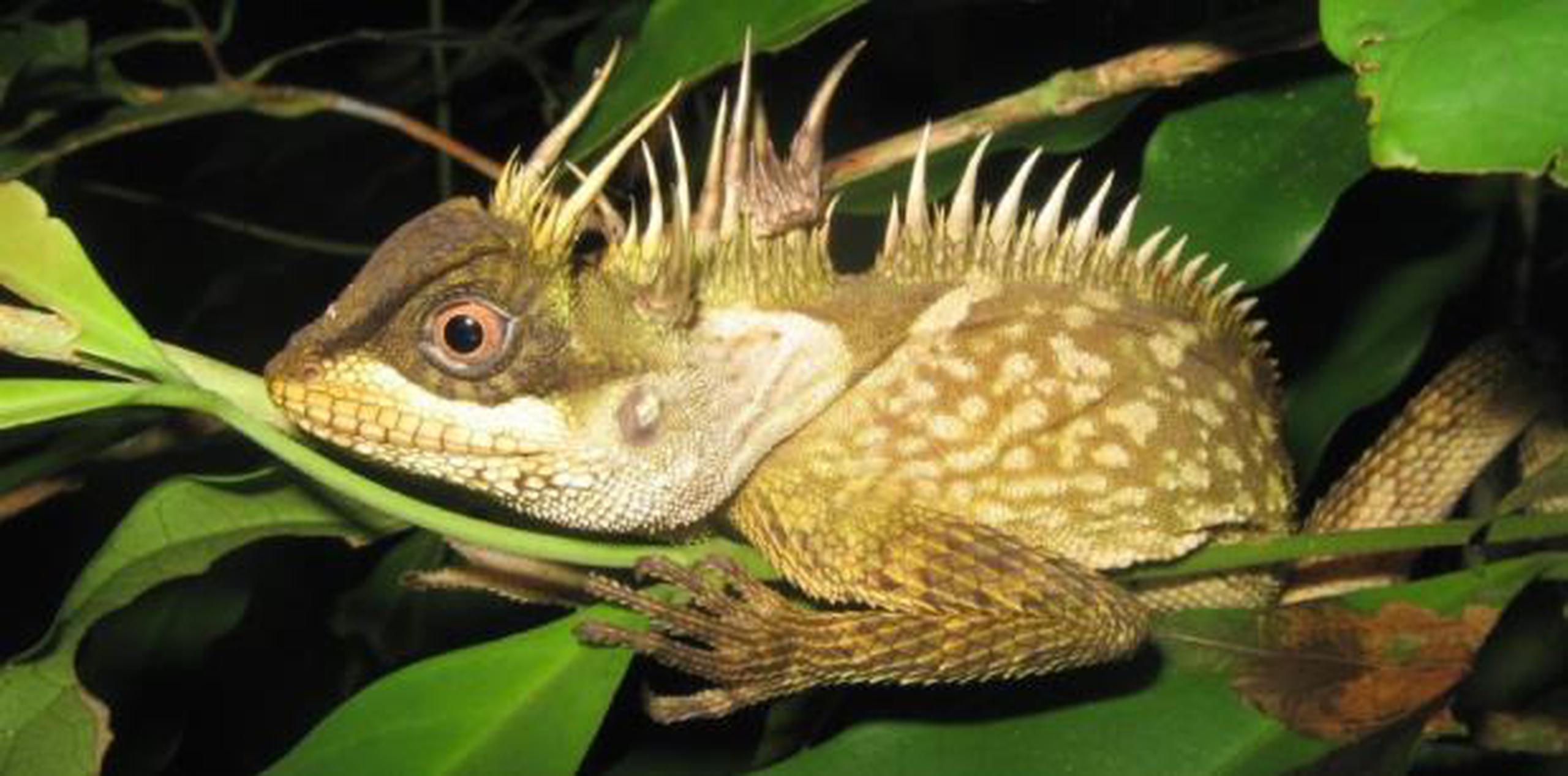 Las nuevas especies incluyen tres mamíferos, 23 peces, 14 anfibios, 26 reptiles y 91 plantas halladas entre Camboya, Laos, Birmania, Tailandia y Vietnam. (Archivo)
