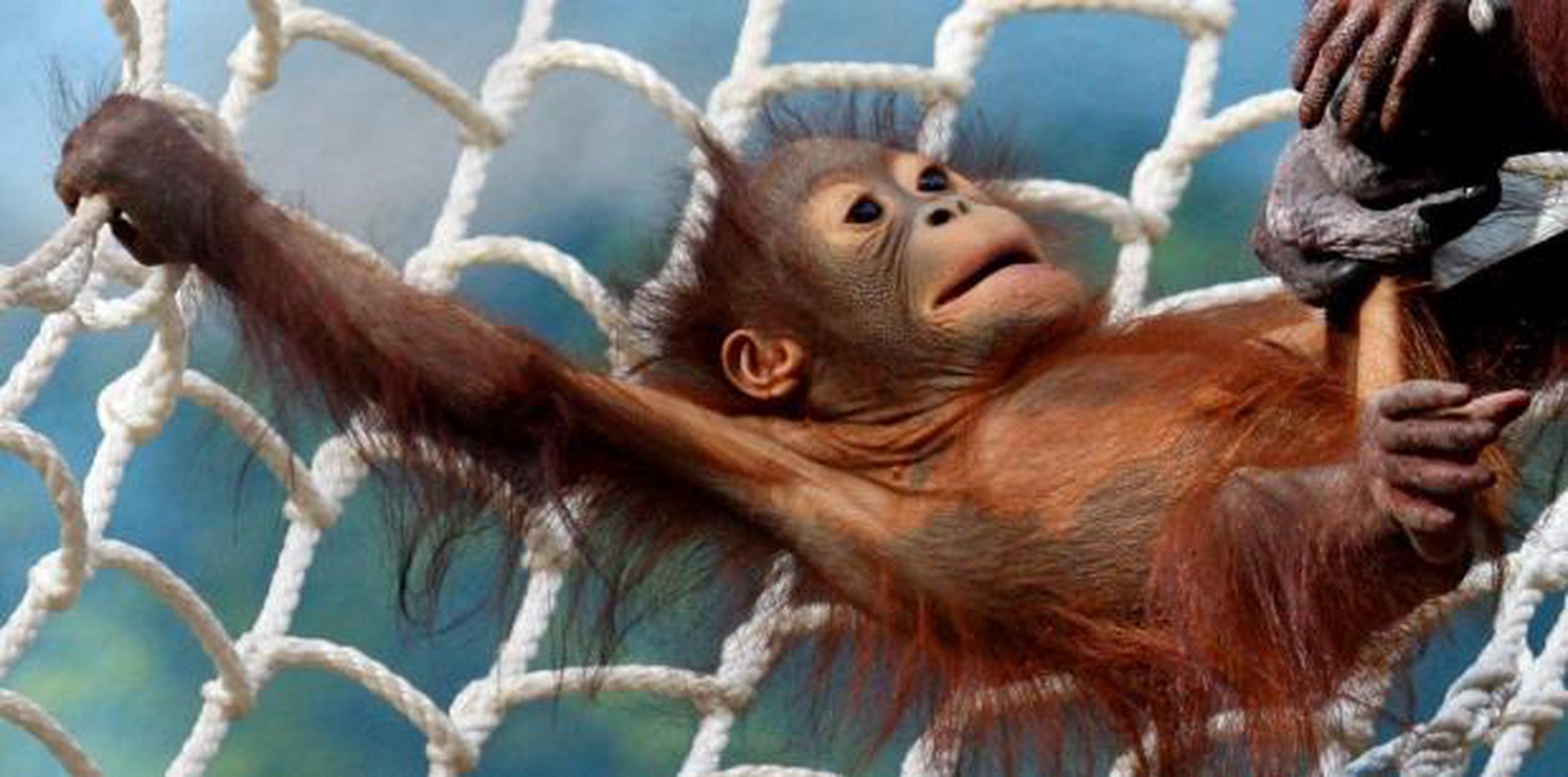 Sobre los orangutanes penden las amenazas de la caza furtiva a las crías. (archivo)