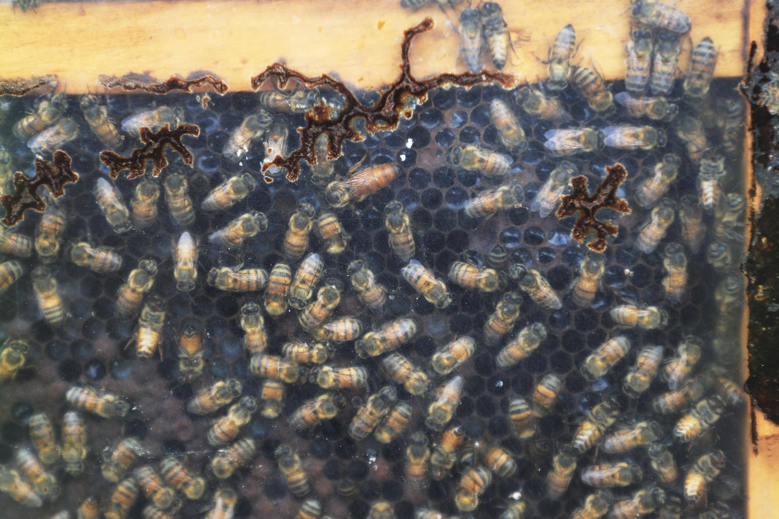 Entre las virtudes de nuestra abeja, también se destaca su resistencia. De hecho, de los 16 viruses que las afectan, solo cuatro se han identificado en Puerto Rico y están bajo control.

