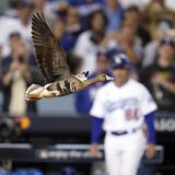 Un ganso se robó el show en el juego de anoche de los Dodgers y Padres