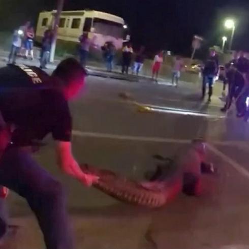 Policía agarra a feroz caimán en plena calle de Florida