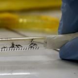 Registran primer caso del año de contagio sexual de zika en Miami