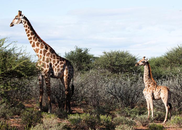 La jirafa enana Nigel (d), junto a una jirafa de tamaño normal, en una granja privada en el centro de Namibia, este viernes.