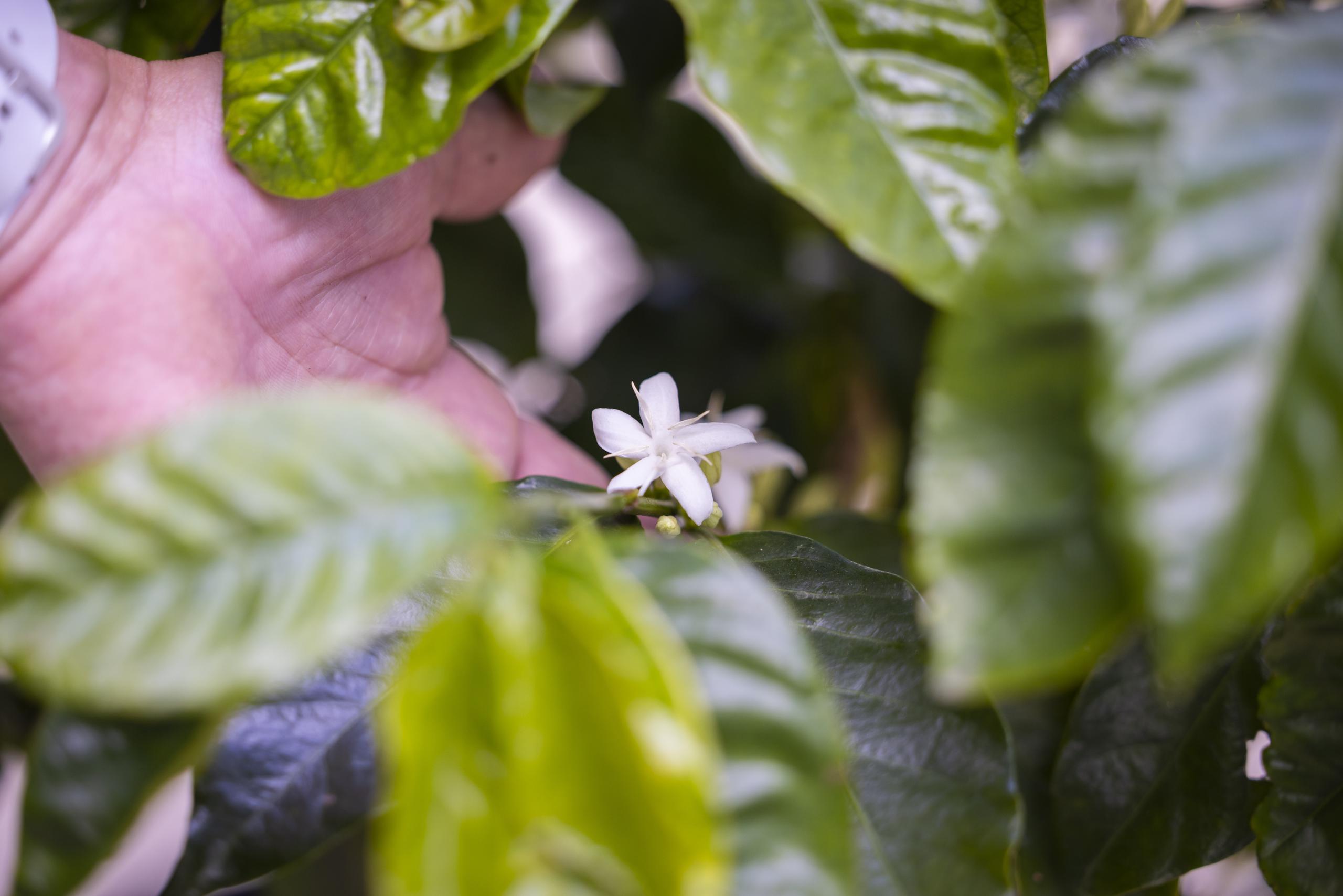 La flor del café es pequeña, de color blanca y con una fragancia intensa, similar a la del jazmín.  Para Primera Hora / Alejandro Granadillo